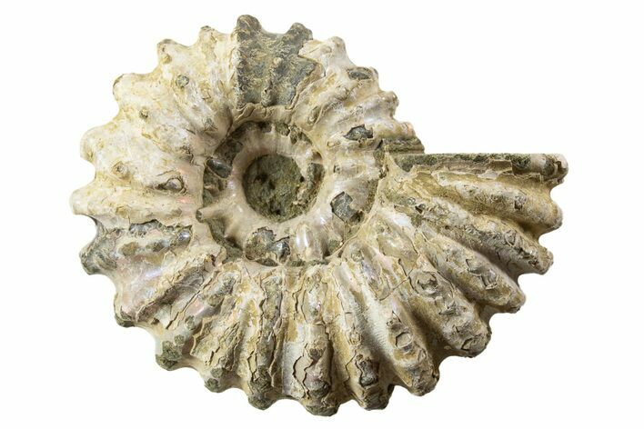 Bumpy Ammonite (Douvilleiceras) Fossil - Madagascar #343788